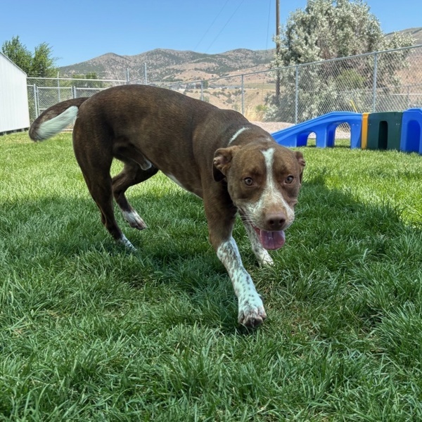 Churro 44401, an adoptable Australian Cattle Dog / Blue Heeler in Pocatello, ID, 83205 | Photo Image 2