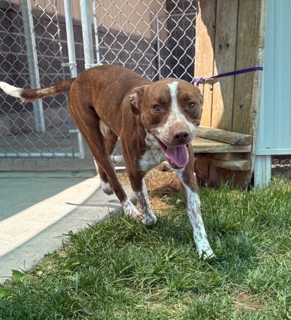 Churro 44401, an adoptable Australian Cattle Dog / Blue Heeler in Pocatello, ID, 83205 | Photo Image 3