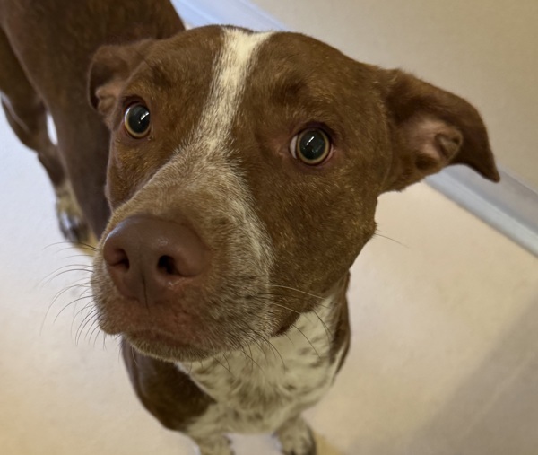 Churro 44401, an adoptable Australian Cattle Dog / Blue Heeler in Pocatello, ID, 83205 | Photo Image 4