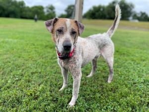 Chewbacca is a wonderful dog who has not had the best life or vet care Hes a two-year-old English 
