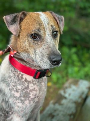 Chewbacca is a wonderful dog who has not had the best life or vet care Hes a two-year-old English 
