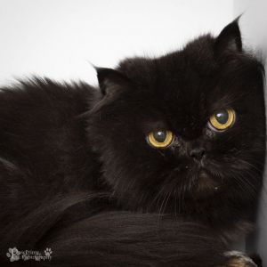 Dont let my looks fool you I am not the warmest or friendliest cat I will take a while to