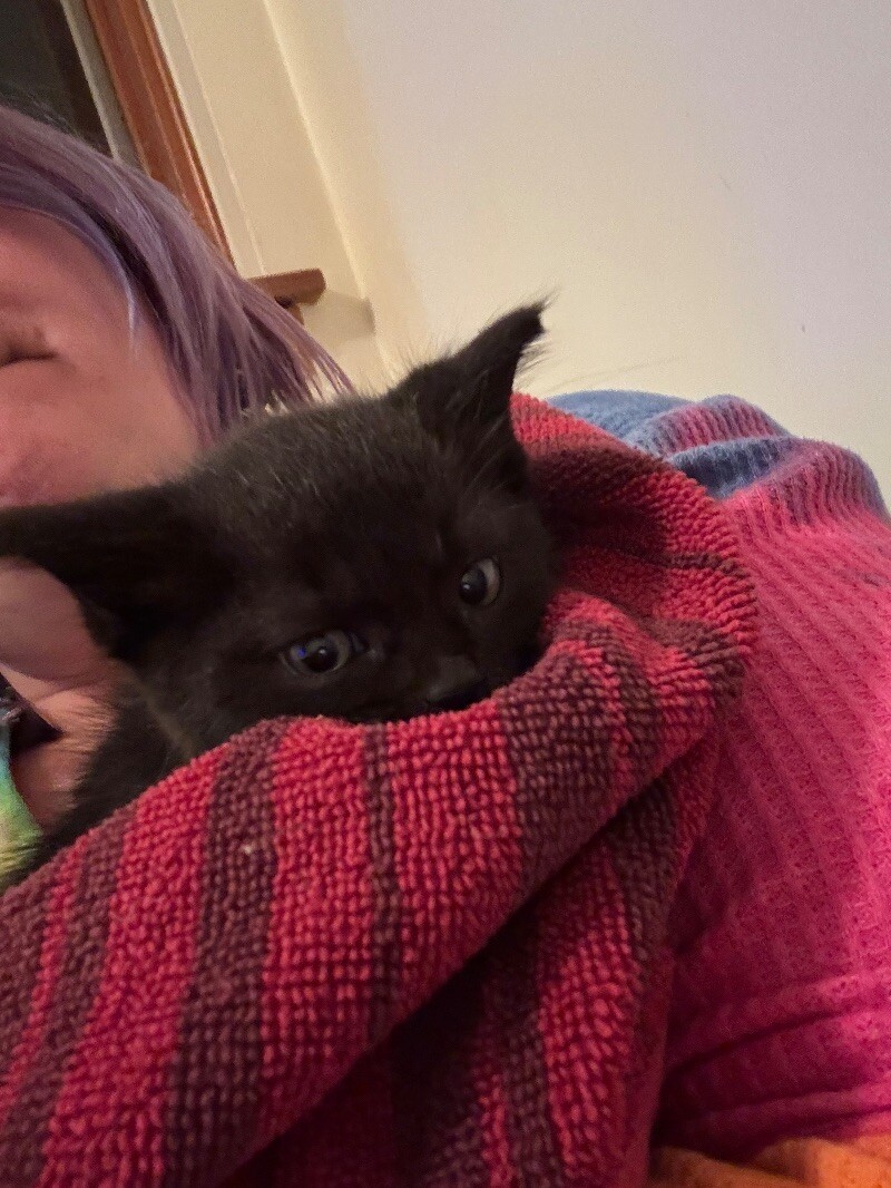 Bean