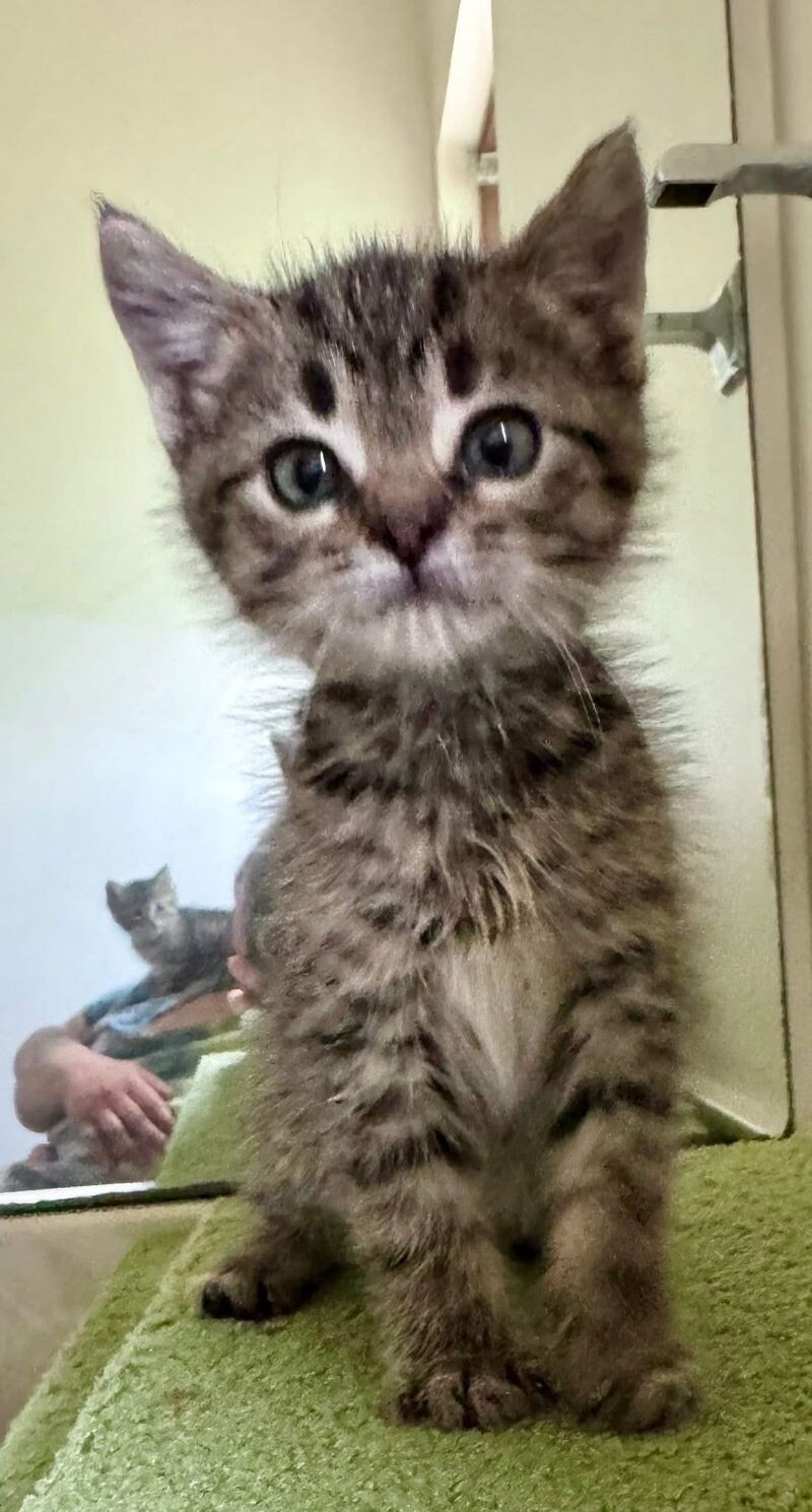 Nugget