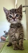 Nugget photo 1