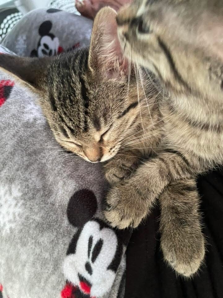 Nugget