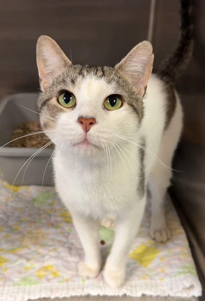 Dodger, an adoptable Domestic Short Hair in Bemidji, MN, 56601 | Photo Image 1