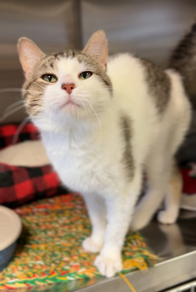 Dodger, an adoptable Domestic Short Hair in Bemidji, MN, 56601 | Photo Image 2