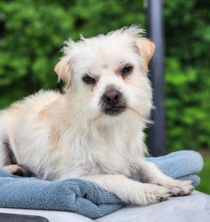 Guero aka Gus, Adult Male Terrier