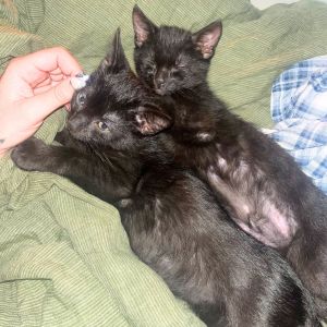 Blackberry &amp; Blueberry, Baby Male Domestic Short Hair