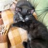 Blackberry &amp; Blueberry photo 3