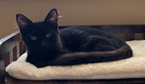 Lloyd 4761, Baby Male Domestic Short Hair