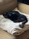 Lloyd 4761 photo 2