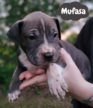 Mulan, Adult Female Pit Bull Terrier