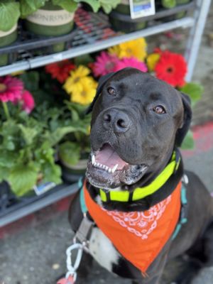 Biggie Great Dane Dog