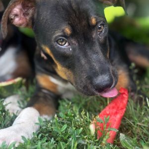 Pure Bread: Bun, Young Female Labrador Retriever