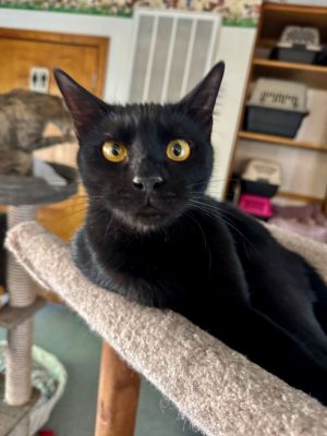 Louis, Young Male Domestic Short Hair