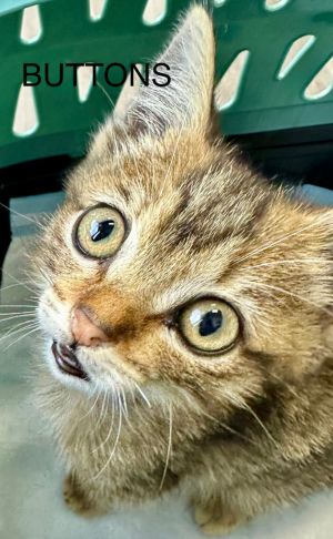 Buttons, Baby Female Domestic Short Hair