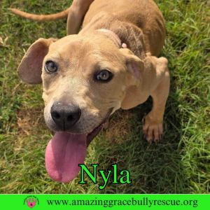 Nyla, Young Female unknown