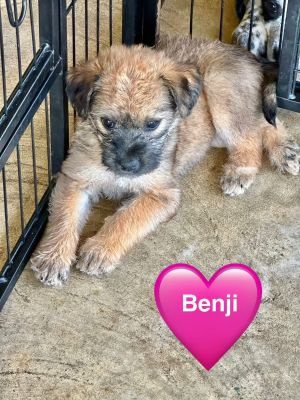 Benji MGO in MS