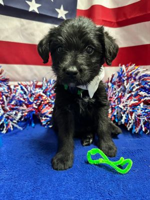 Beethoven MGO in MS, Baby Male unknown