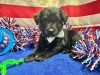 Beethoven MGO in MS photo 3