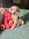 Snoopy MGO in MS photo 1