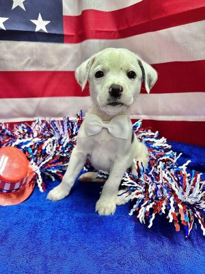 Snoopy MGO in MS, Baby Female unknown