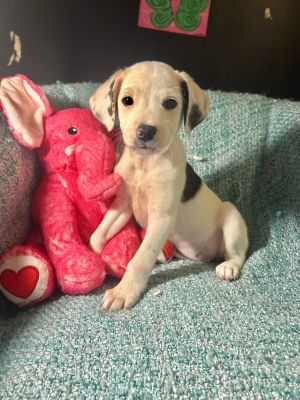 Snoopy MGO in RI, Baby Female unknown
