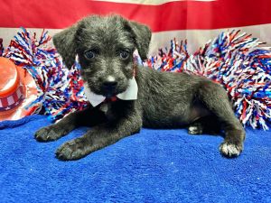 Bolt MGO in MS, Baby Male unknown