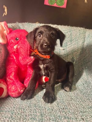 Bolt MGO in RI, Baby Male unknown