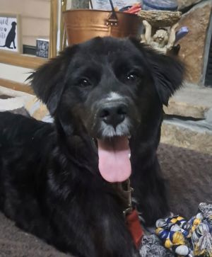 BEFORE Stuck in a shelter alone and afraid and getting sick AFTER What a difference Im clean and