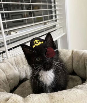William Francis Domestic Short Hair Cat