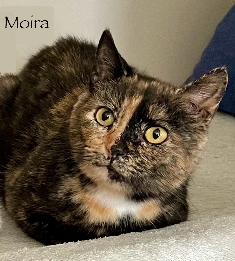 Moira