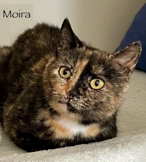 Moira, Young Female unknown