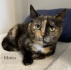 Moira photo 2