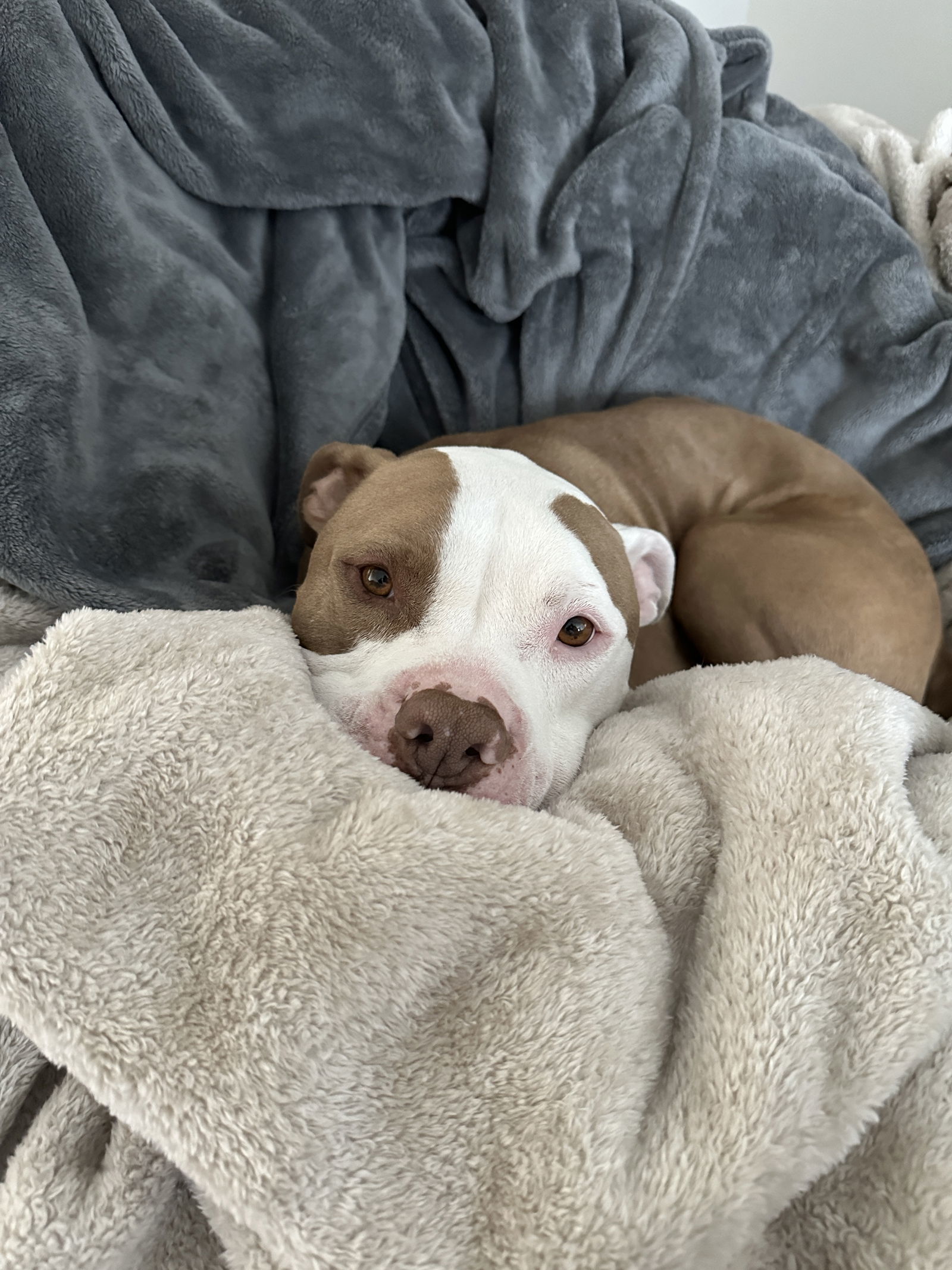 Brutus