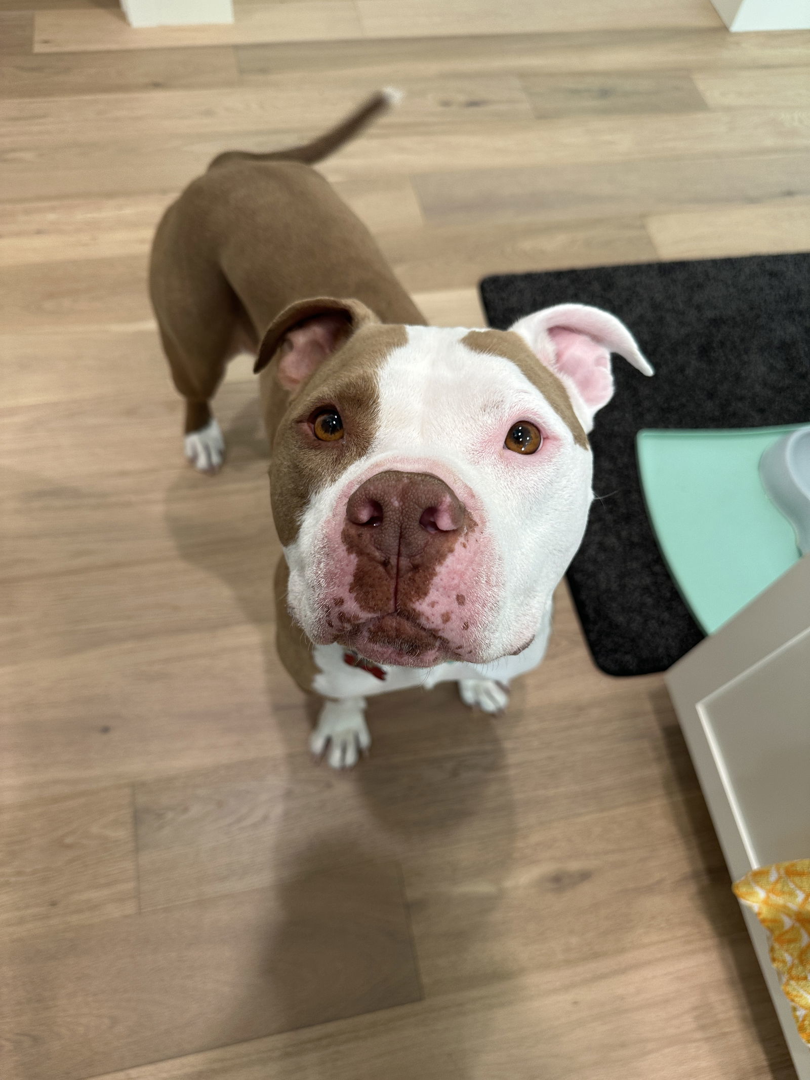 Brutus