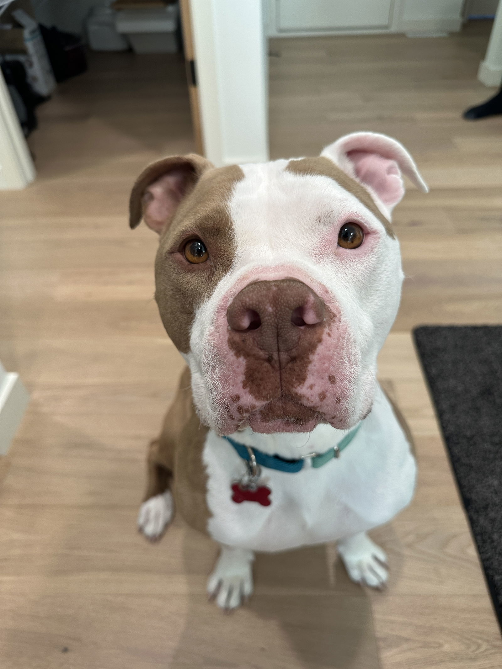 Brutus