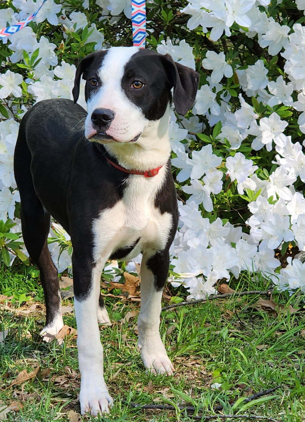 PONGO