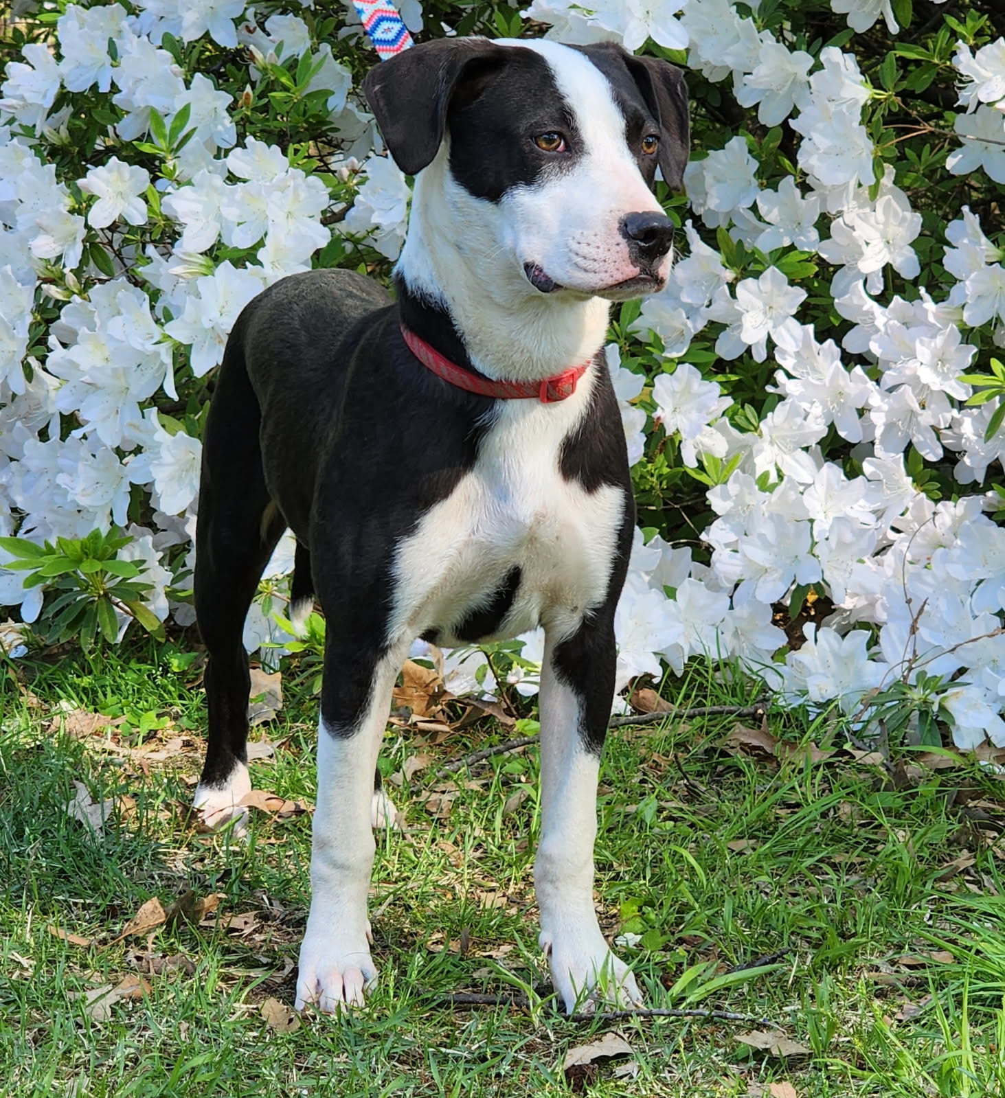 PONGO