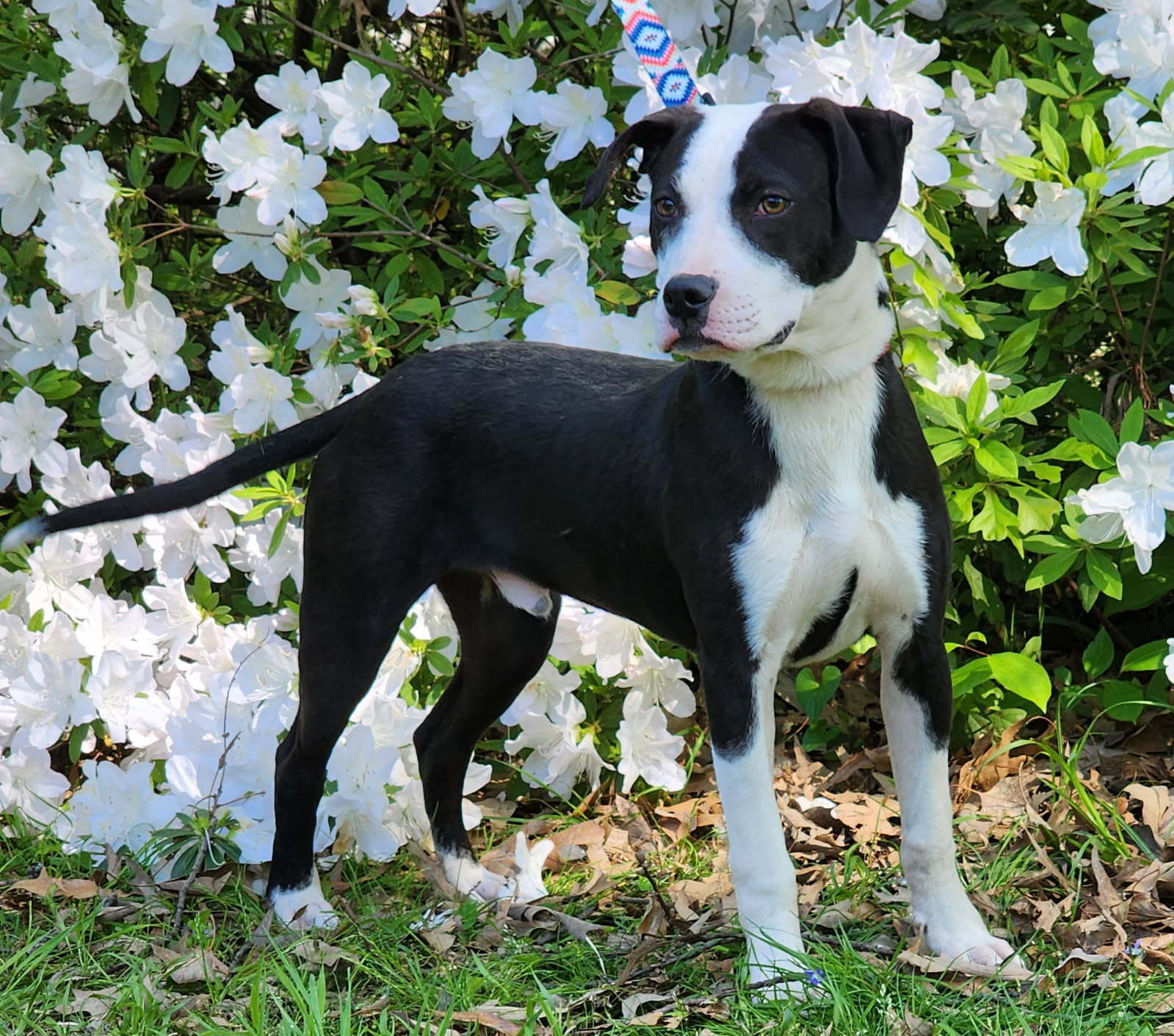 PONGO