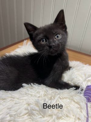 sib Gnat BugBeetle is a very playful kitten who is full of energy He can be very possessive of hi