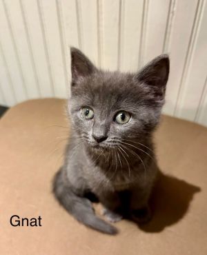 sib BeetleBugGnat is an amazingly self-assured little kitten who comes to you when you tap your fi