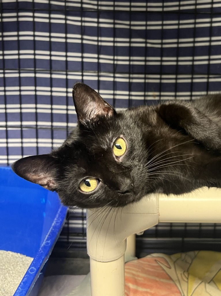 Pepper (prev Moon)