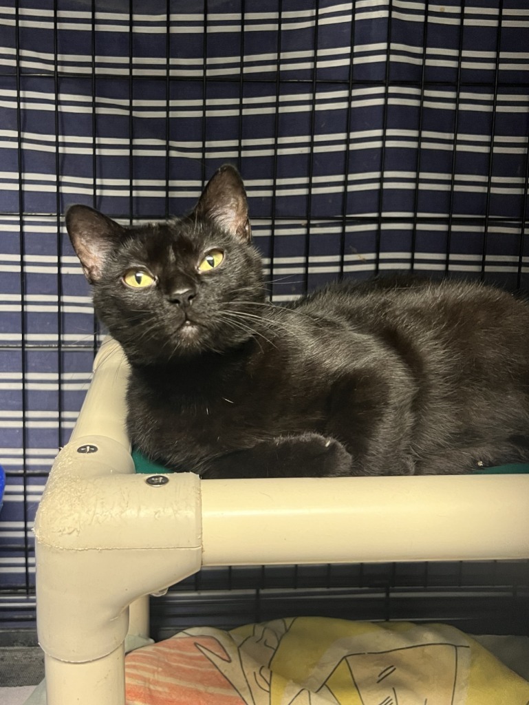 Pepper (prev Moon)