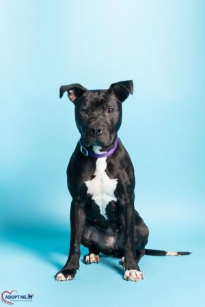 Connie, Young Female Mixed Breed