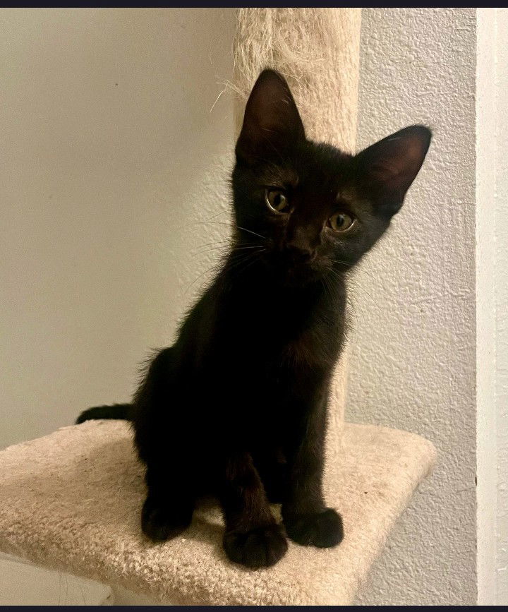 Little Harvey