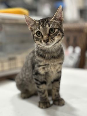 Chicken Jockey, Baby Male Domestic Short Hair