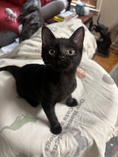 Gizzy Domestic Short Hair Cat